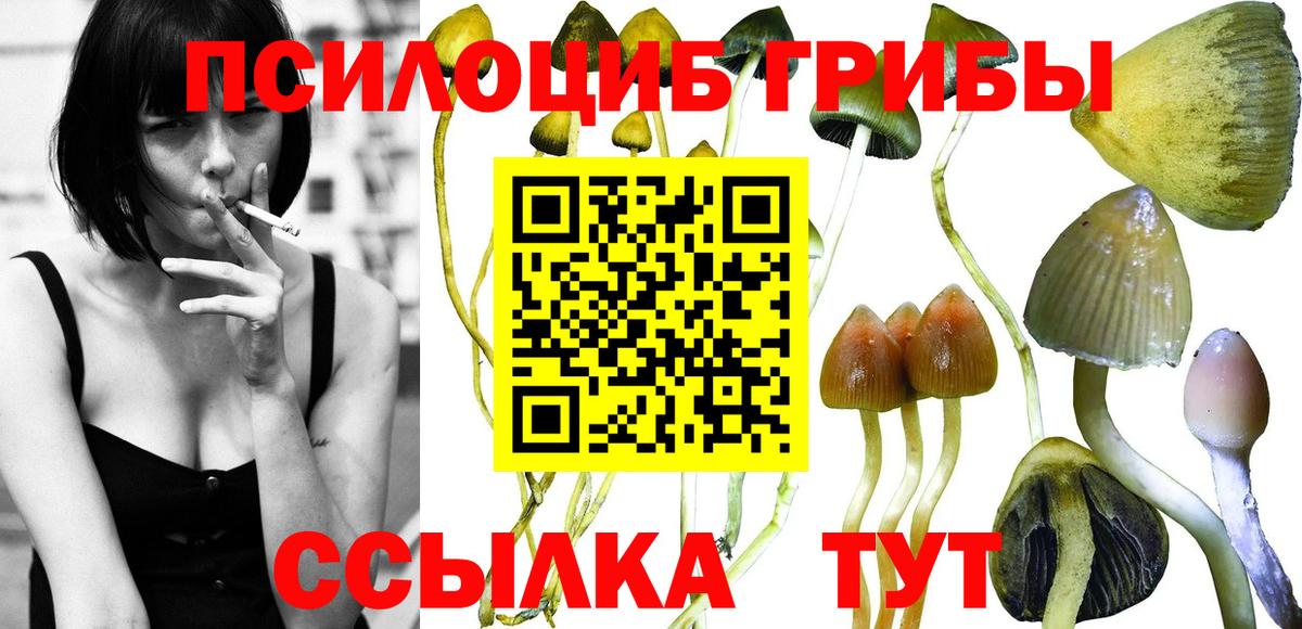 Псилоцибиновые грибы Psilocybine cubensis  Вход с VPN  Каменка 
